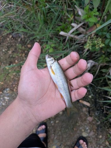 オイカワの釣果