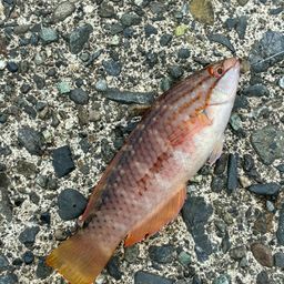 アカササノハベラ