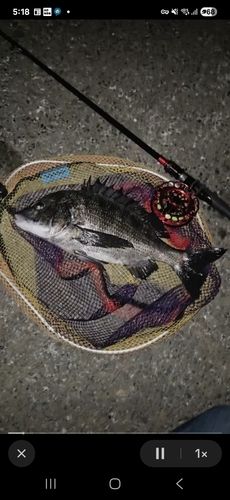 釣果