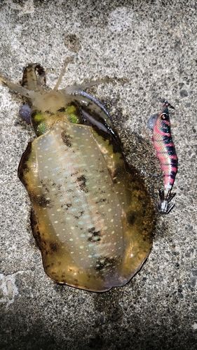 アオリイカの釣果