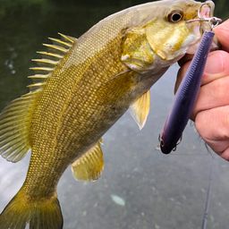 スモールマウスバス