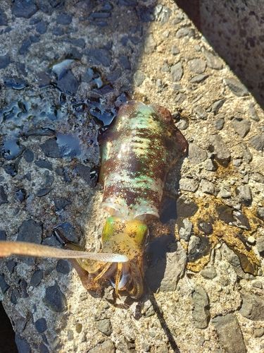 アオリイカの釣果