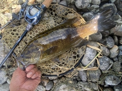 スモールマウスバスの釣果