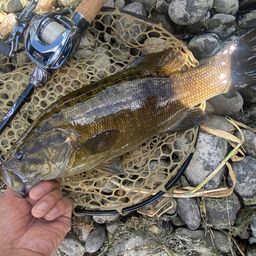 スモールマウスバス