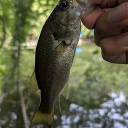 ラージマウスバス