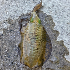 アオリイカの釣果