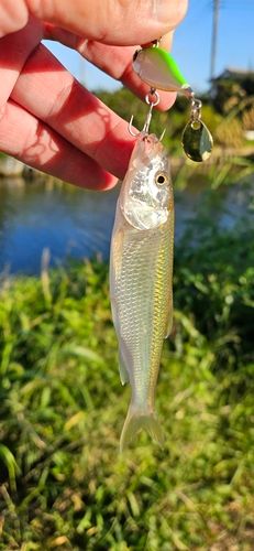 利根川下流