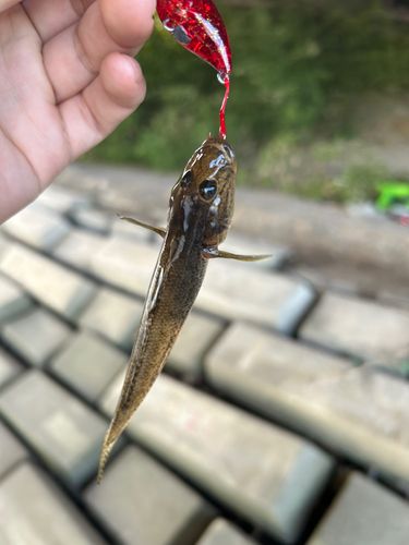 ハゼの釣果