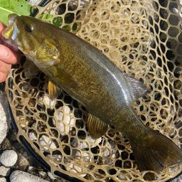 スモールマウスバス