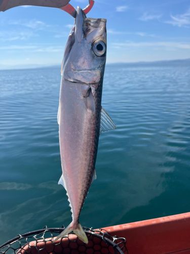 サバの釣果