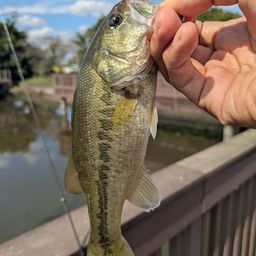 ラージマウスバス