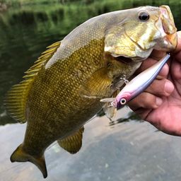 スモールマウスバス