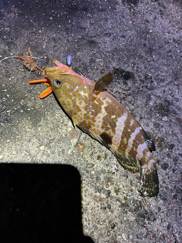 キジハタの釣果