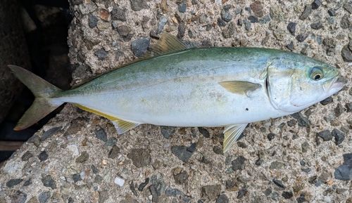 ヤズの釣果