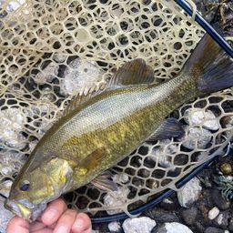 スモールマウスバス