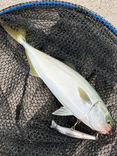 ツバイソの釣果