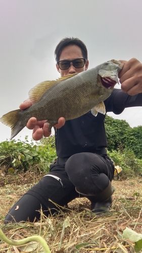 庄内川