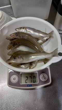 キスの釣果