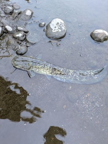 ニホンナマズの釣果