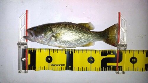 ブラックバスの釣果
