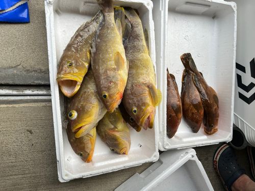 アオハタの釣果