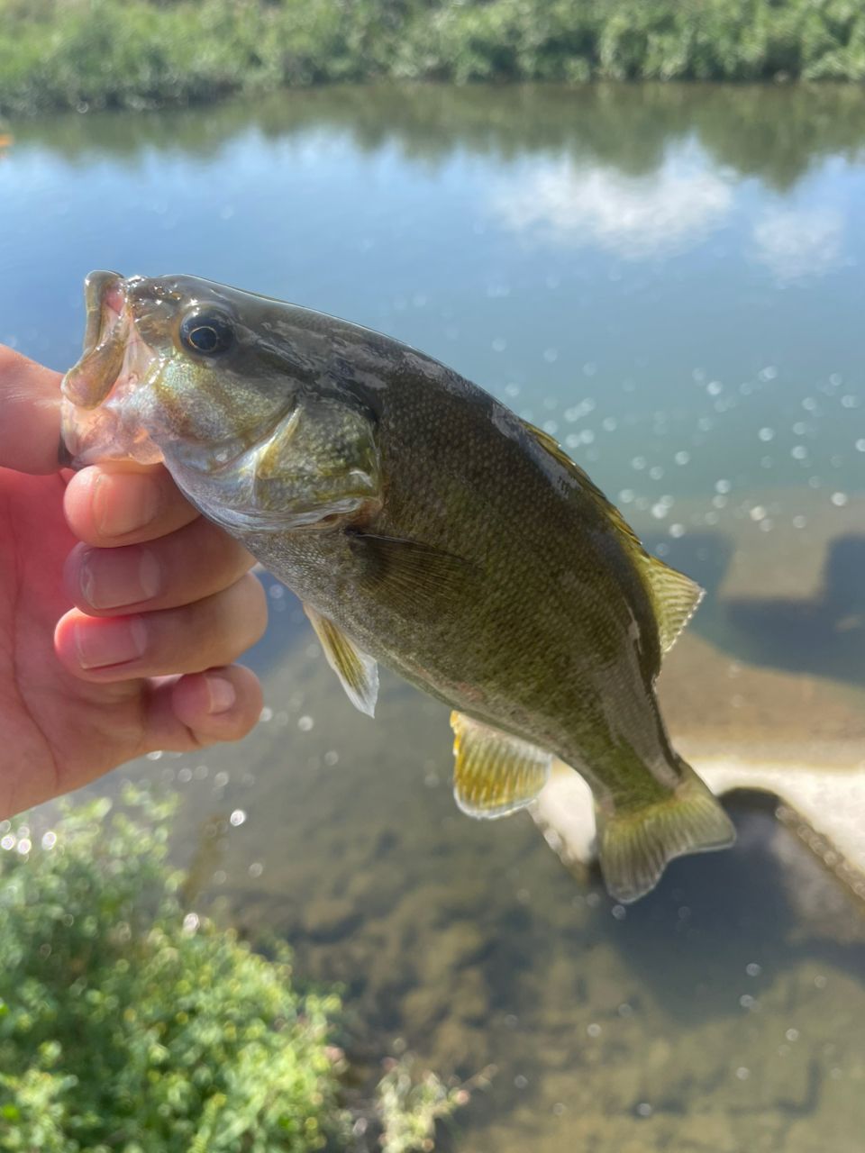 スモールマウスバス