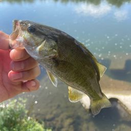 スモールマウスバス