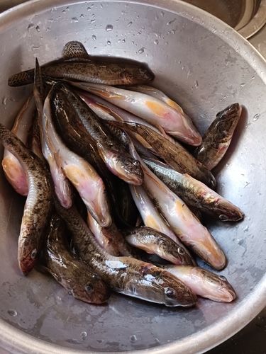マハゼの釣果