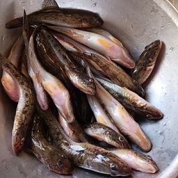 マハゼ