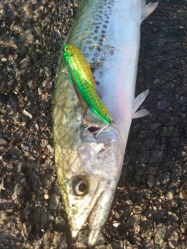 サゴシの釣果