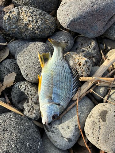 キスの釣果