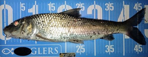 ニゴイの釣果