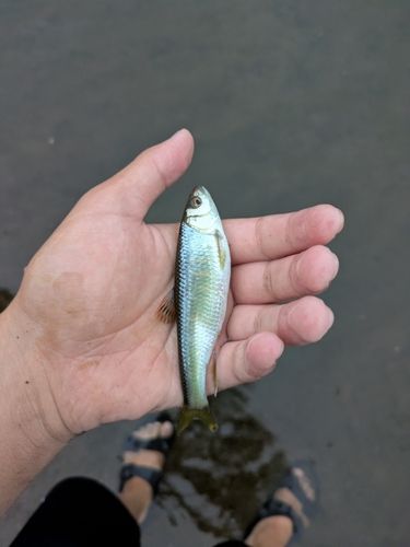 碓氷川