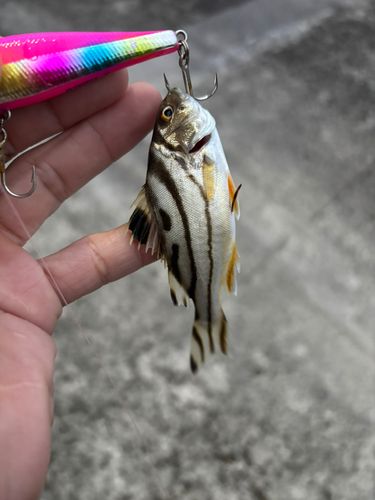 伊勢湾湾奥