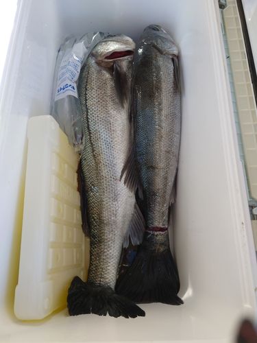 スズキの釣果