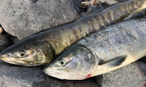 アキアジの釣果
