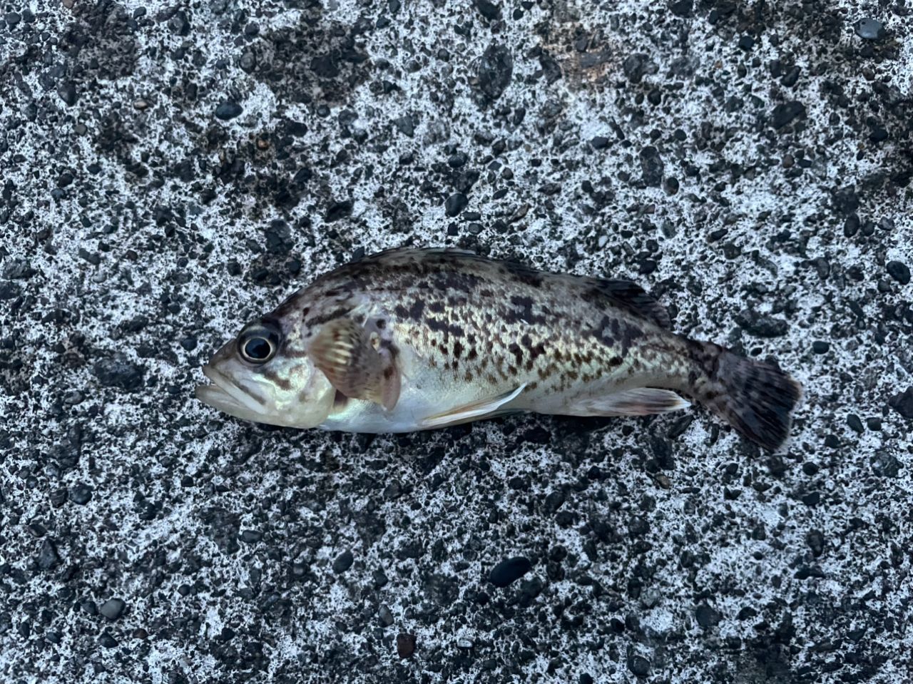 サヨリ