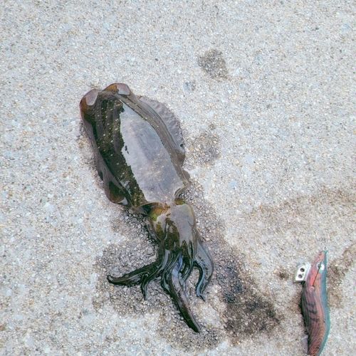 似島