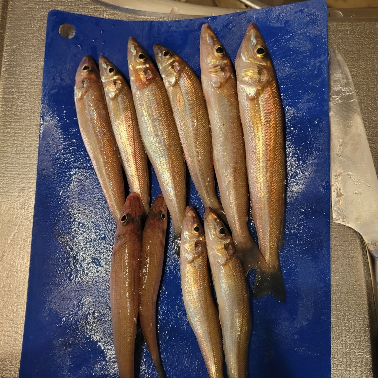 アオリイカ