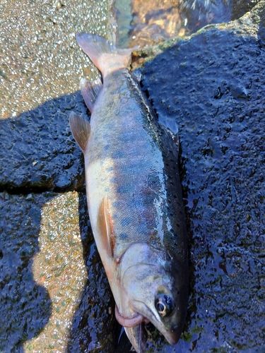 ヤマメの釣果