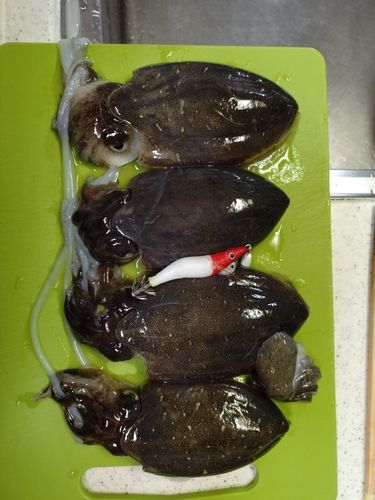 コウイカの釣果