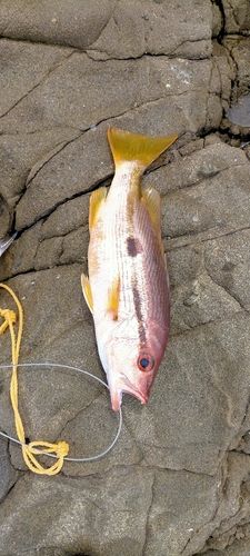 ヨコスジフエダイの釣果