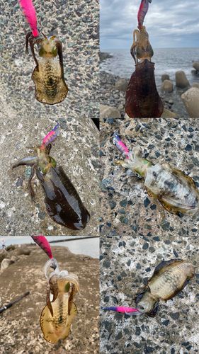 アオリイカの釣果
