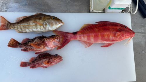 オキナヒメジの釣果