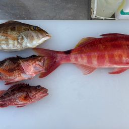 オキナヒメジ