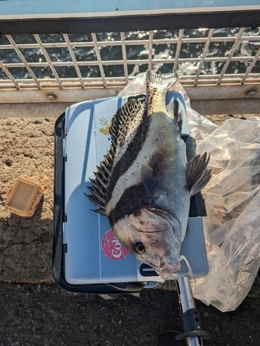 コショウダイの釣果