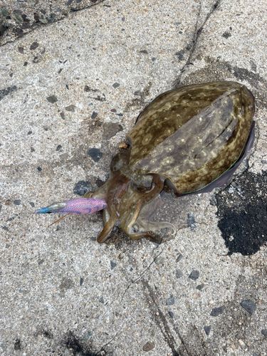 モンゴウイカの釣果