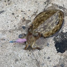 モンゴウイカ