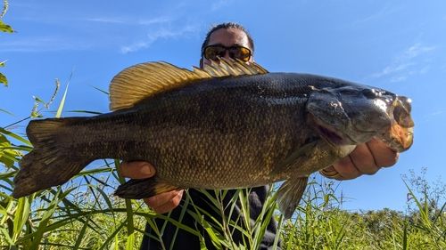 スモールマウスバスの釣果