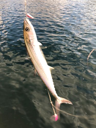 サゴシの釣果